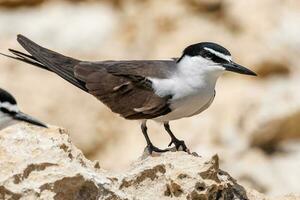 Bridled Tern in Australia photo