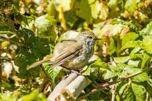 Brown Thornbill in Australia photo