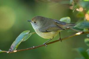 Brown Thornbill in Australia photo