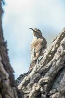 Brown Treecreeper in Australia photo