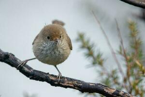 Brown Thornbill in Australia photo