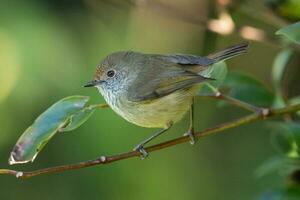 Brown Thornbill in Australia photo