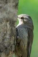 Brown Treecreeper in Australia photo