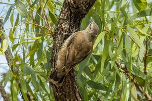 Brown Treecreeper in Australia photo