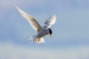Black-fronted Tern in New Zealand photo