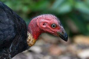 Australian Brush Turkey photo