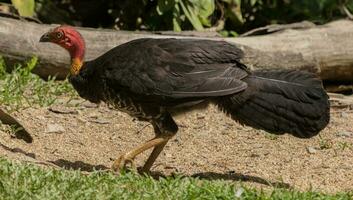 Australian Brush Turkey photo