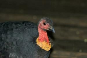 Australian Brush Turkey photo