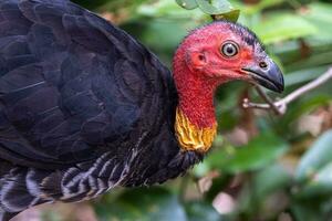 Australian Brush Turkey photo