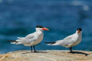 caspio golondrina de mar en australasia foto