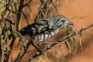 Chestnut-rumped Thornbill in Australia photo