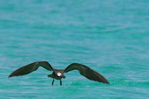 Common Noddy in Australia photo