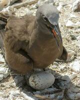 Common Noddy in Australia photo