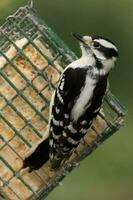 Downy Woodpecker in USA photo