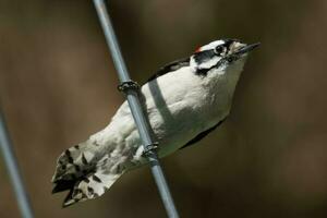 Downy Woodpecker in USA photo