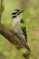 Downy Woodpecker in USA photo