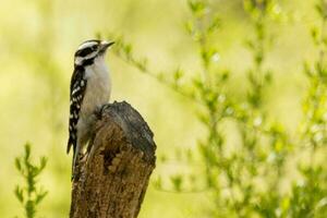 Downy Woodpecker in USA photo