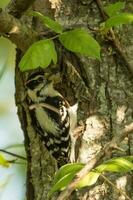 velloso pájaro carpintero en Estados Unidos foto