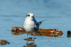 Black-fronted Tern in New Zealand photo