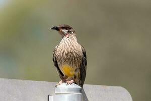 Red Wattlebird in Australia photo