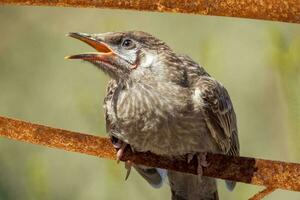 Red Wattlebird in Australia photo