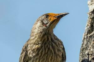 Red Wattlebird in Australia photo