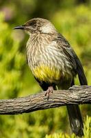 Red Wattlebird in Australia photo