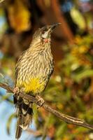 Red Wattlebird in Australia photo