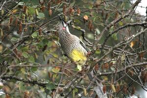 Red Wattlebird in Australia photo