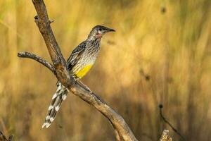 Red Wattlebird in Australia photo