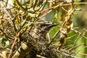 Red Wattlebird in Australia photo