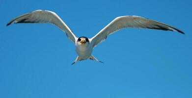 genial crestado golondrina de mar foto