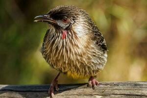 Red Wattlebird in Australia photo