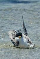 Great Crested Tern photo