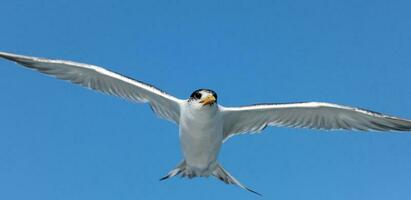 Great Crested Tern photo