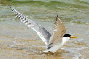 Great Crested Tern photo