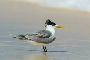 Great Crested Tern photo