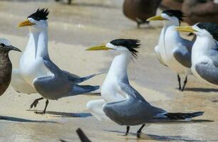 genial crestado golondrina de mar foto