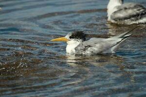 Great Crested Tern photo