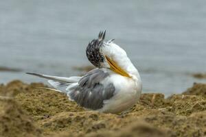 Great Crested Tern photo