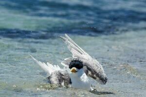 Great Crested Tern photo