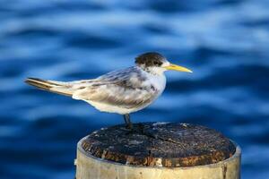 genial crestado golondrina de mar foto