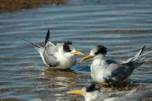 Great Crested Tern photo