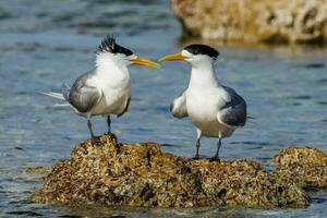 Great Crested Tern photo