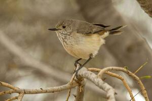 Inland Thornbill in Australia photo