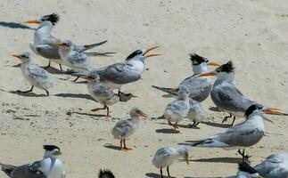 Lesser Crested Tern photo