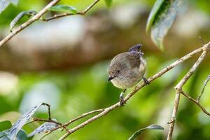 Mountain Thornbill in Australia photo