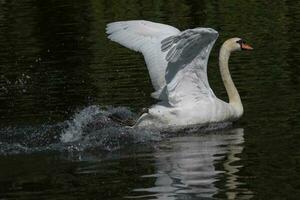 mudo cisne en Inglaterra foto