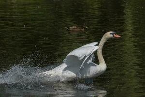 mudo cisne en Inglaterra foto