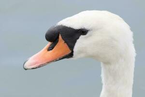 Mute Swan in England photo